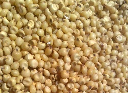 great-millet-2fsorghum-500x500.jpg