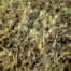 Immunity, Ayurvedic powder in USA