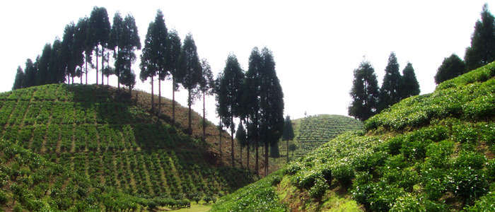 Tea, Coffee & Beverages in USA