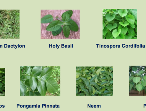 Seven Leaves Decoctions to increase immunity